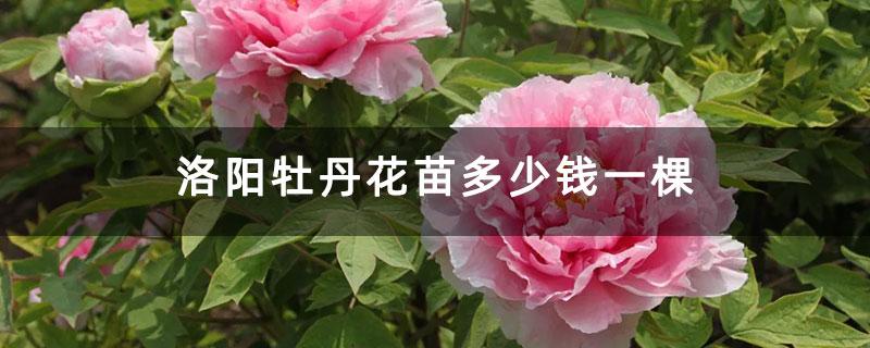 洛阳牡丹花苗多少钱一棵-花木行情-中国花木网