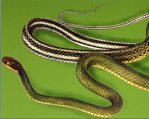 重庆这边的(铜钱花蛇)学名是什么蛇?