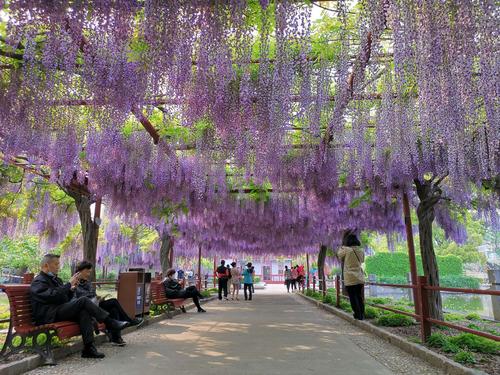 嘉定紫藤园,紫藤廊(2020.4.22)