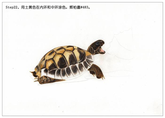 俗话说,千年的王八万年的龟.