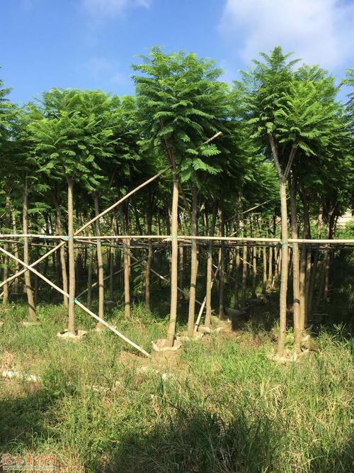 广东省普宁市广太坚超花木场 提供广东省普宁市地区蓝花楹的报价以及