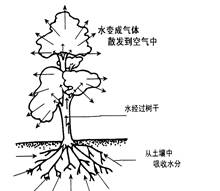调节植物开花机制的关键因素是a连续日照时间之长短 b