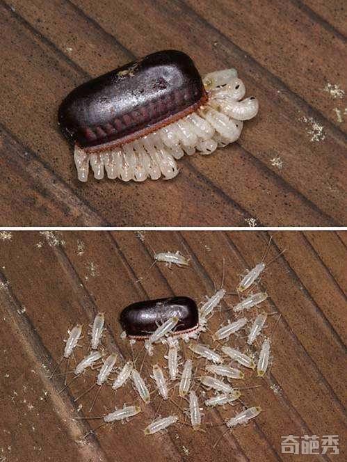 这就是蟑螂的卵开眼了吧