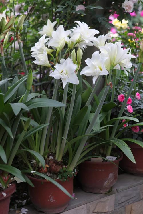 朱顶红爆盆技巧