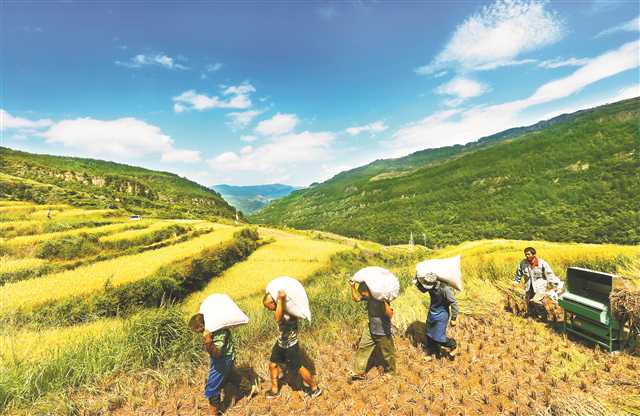 九月十九日,丰都县栗子乡高山有机大米喜获丰收,农民在田间忙着收割