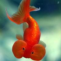 金鱼qq头像_唯美好看的关于金鱼的qq头像图片