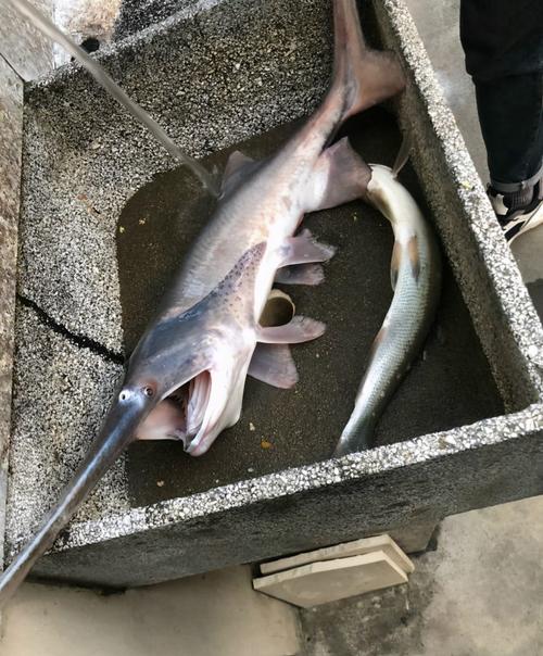 鸭嘴鱼现身邕江,南宁钓鱼人意外钓起,这是哪来的?