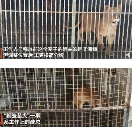 男子在动物园狮笼里发现一只金毛,园方回应说了什么?