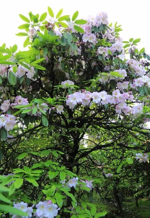 有的娇小倩丽,有的硕大豪放,有世界上最高大的常绿乔木大树杜鹃,花朵