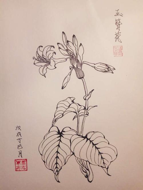 白描植物