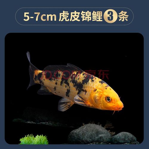 大型好养耐活红白冷水淡水小鱼苗龙凤金鱼招财咖啡色57cm虎皮锦鲤3条