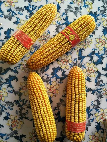 三大区国审玉米新品种中元505