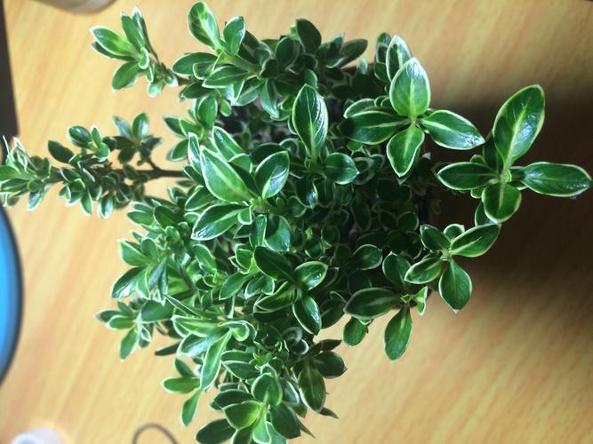 边上黄色中间绿色的小叶子植物叫什么