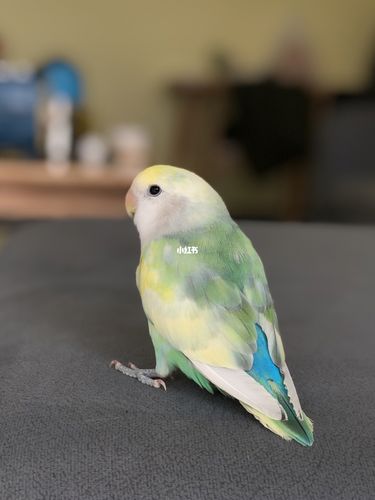 进化史_鹦鹉_牡丹_手养牡丹鹦鹉_宠物