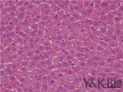 银川he染色的方法步骤