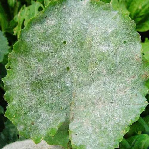 油菜病虫害图解【完全版】