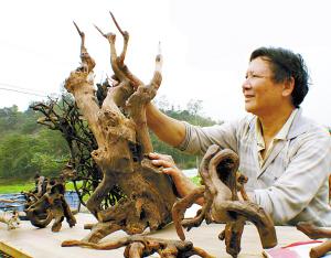 都是取材自然枯干的荔枝树头和经山涧雨水长期磨蚀形成各种图案的树根