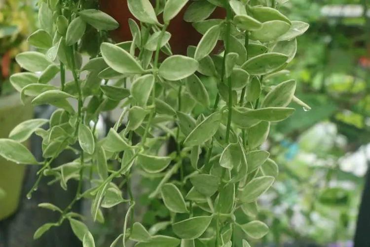 "金边翡翠"萝藦科眼树莲属多肉植物,垂吊形藤本植物