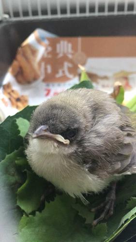 白头鹎离巢幼鸟