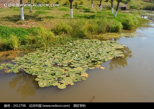 池塘一景高清图片下载_红动中国