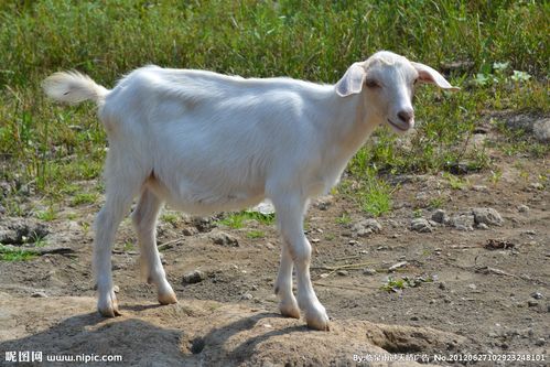 羊有什么特点,关于羊的图片.
