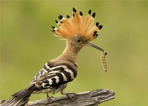 鸟类中的"邋遢王",颜值极高却臭不可闻,还被称作"棺材鸟"