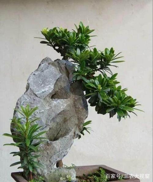 教你制作石头盆景,这个方法很简单!