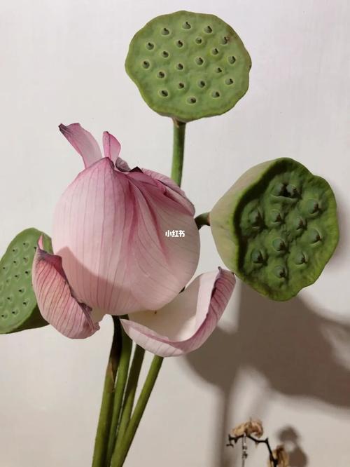 荷花 莲蓬 和 莲子(其实还有荷叶泡在水里) #我的秘密