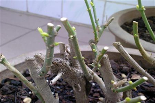 盆栽茉莉花怎么种植?