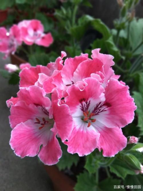 天竺葵大花天南通天