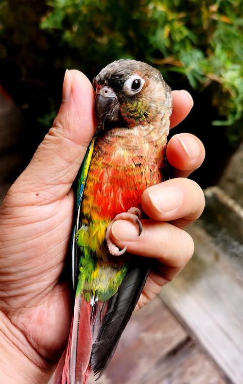 转让小太阳鹦鹉一只