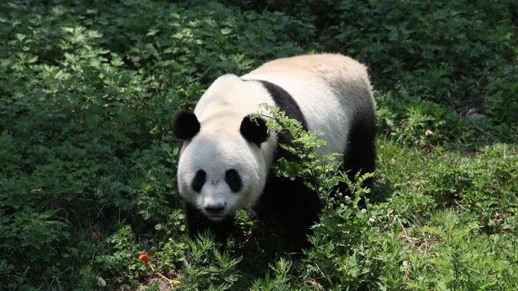 大熊猫的特点(大熊猫习性介绍)