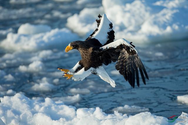 自然界最威武霸气的鹰的种类