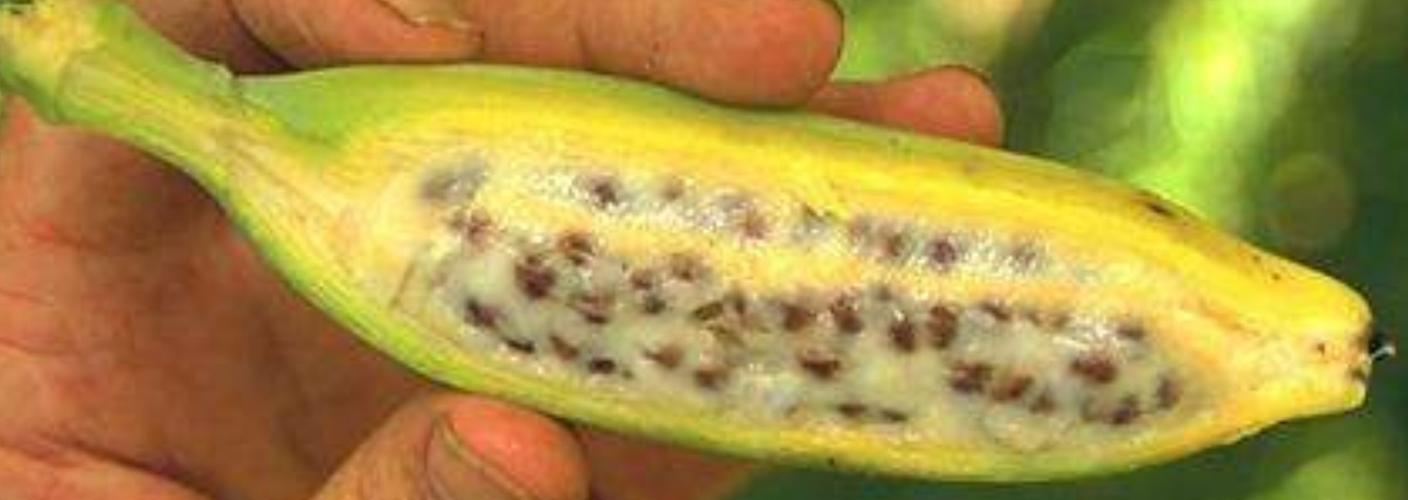 香蕉是如何传宗接代的?