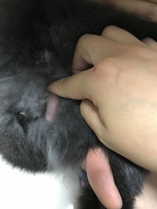 兔子长的这个是什么 急