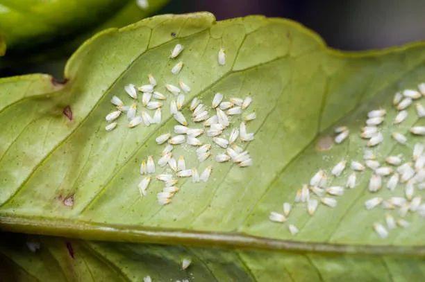 茉莉花病虫害防护指南,叶黄怎么处理,怎么防止常见病虫害?