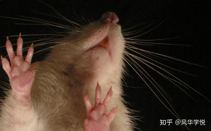 2,爪子分开程度来看,壁虎分叉的角度很大,老鼠就很小了.