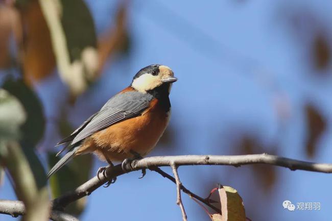 【信息快递】北京地区十一月重点关注鸟种预告|鸟类