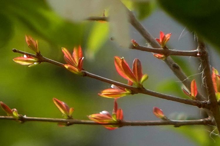 用相机记录下自己窗前栽种的几棵桃,红果,无花果,石榴等树木,渐渐发芽
