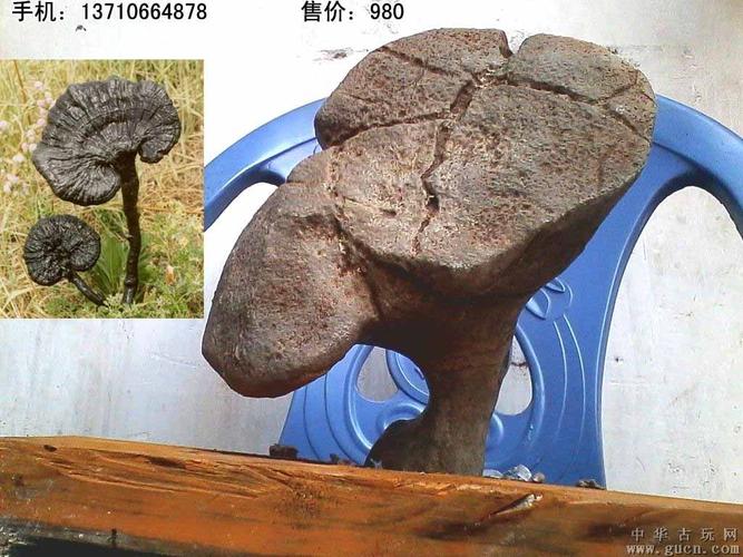 绝世罕见奇石,灵芝,摆件,天然未雕凿,叹为观止(请收藏