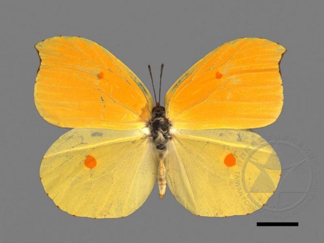 圆翅钩粉蝶gonepteryx amintha formosana (fruhstorfer, 1908)