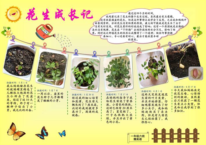 美丽阳台,用绿色装点生活" ——花生成长记