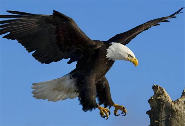 自然界最威武霸气的鹰的种类