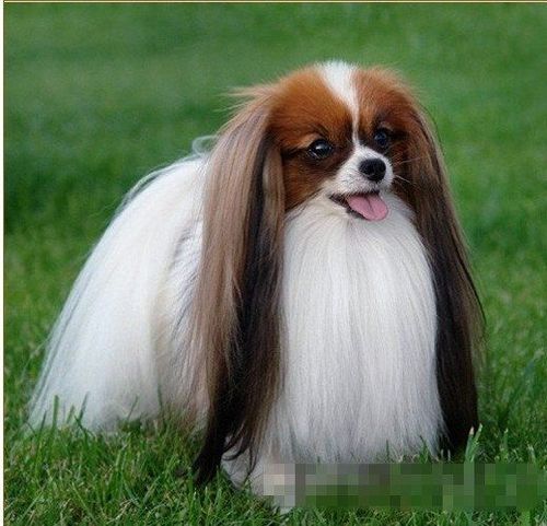 蝴蝶犬俱乐部 - 狗民论坛 - 狗民网