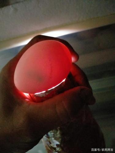 今天是鸡蛋孵化的第九天