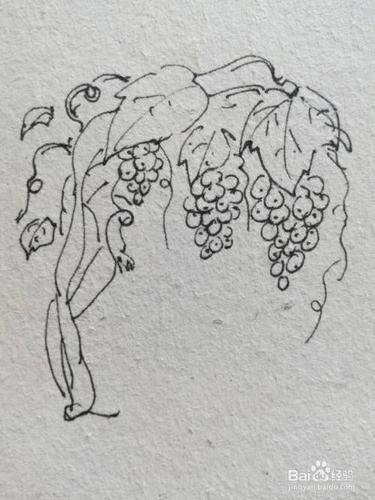 怎么画葡萄树简笔画