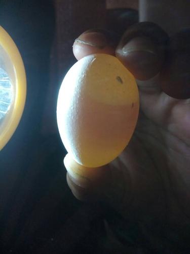 这蛋孵化得出来吗?信鸽蛋到现在第9天了