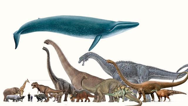 最后是来个大合影,中间还加上了霸王龙进行体型的对比.