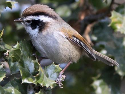 白眉雀鹛藏南亚种