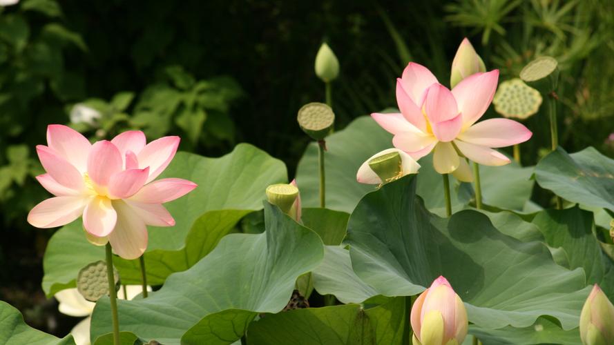 漂亮优雅的荷花桌面壁纸 - 第7张